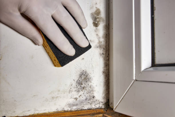 Best Mold removal after water damage  in Davis, OK